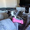 Vaïa participe au concours pour gagner de l'argent avec cette photo : animal, blanket, canine, comfort, cozy, cute, dog, domestic_animal, furniture, home, indoors, living_room, lying_down, pet, pink, puppy, resting, soft_texture, television, toy