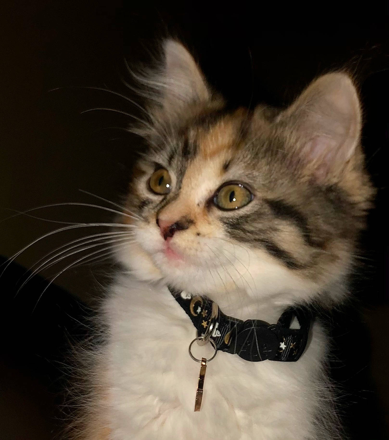 Muggles joined the competition — help win amazing prizes! carnivore, cat, claw, collar, domestic_short_haired_cat, door, ear, fawn, felidae, fur, iris, paw, small_to_medium_sized_cats, snout, tail, terrestrial_animal, whiskers, wildlife, window