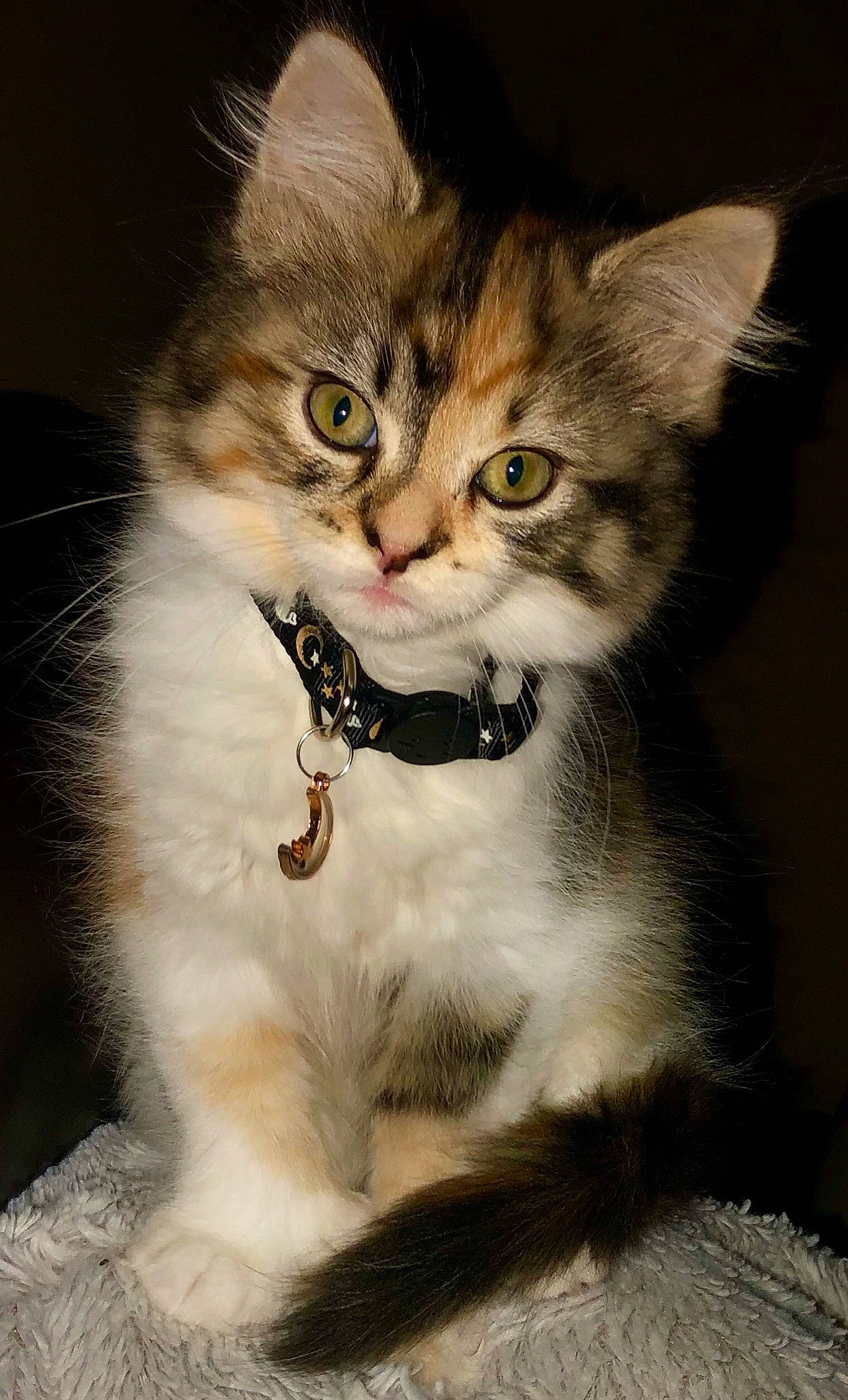 Muggles is registered to the contest to win money with this photo: art, carnivore, cat, domestic_short_haired_cat, door, fawn, felidae, fur, paw, photo_caption, small_to_medium_sized_cats, snout, tail, terrestrial_animal, whiskers, window