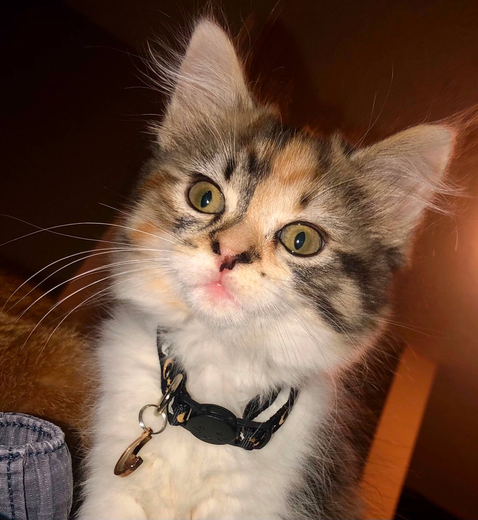 Muggles joined the competition — help win amazing prizes! carnivore, cat, claw, collar, comfort, domestic_short_haired_cat, fawn, felidae, fur, iris, lap, paw, photo_caption, small_to_medium_sized_cats, snout, tail, whiskers