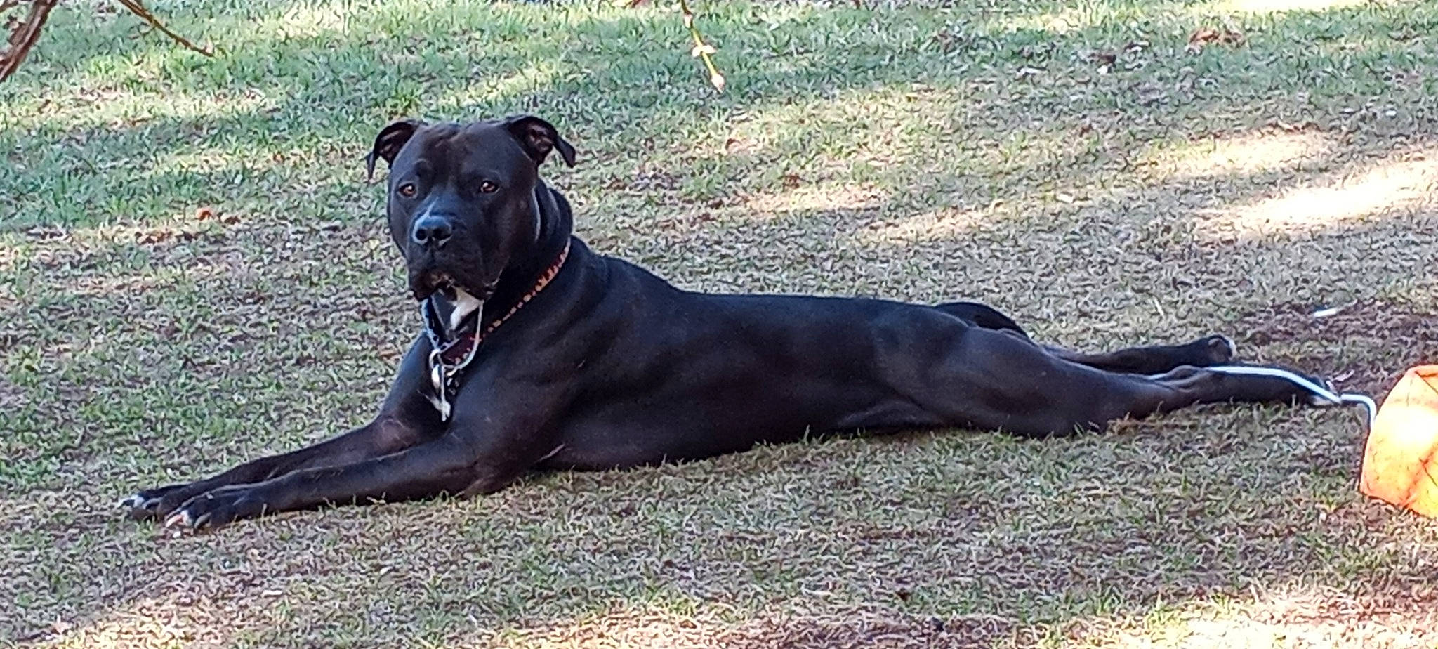 Haydees is registered to the contest to win money with this photo: borador, canidae, carnivore, collar, companion_dog, dog, dog_breed, dog_collar, dog_supply, fawn, grass, guard_dog, liver, plant, snout, sporting_group, tail, whiskers, working_animal, working_dog