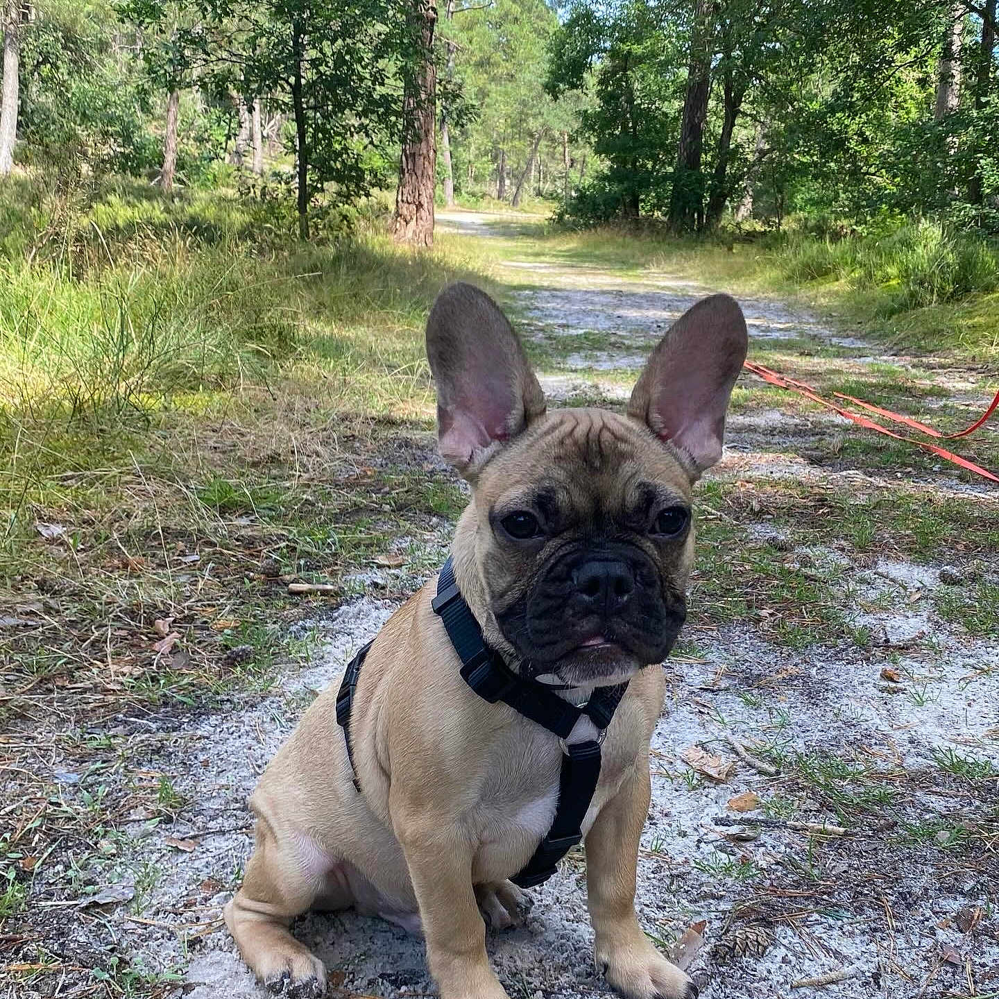 Yuki a rejoint le concours — aidez-le/la à gagner de superbes lots ! animal, bulldog, canine, dog, frenchbulldog, grass, grove, land, nature, outdoors, path, pet, plant, puppy, rock, soil, tree, vegetation, wilderness, woodland