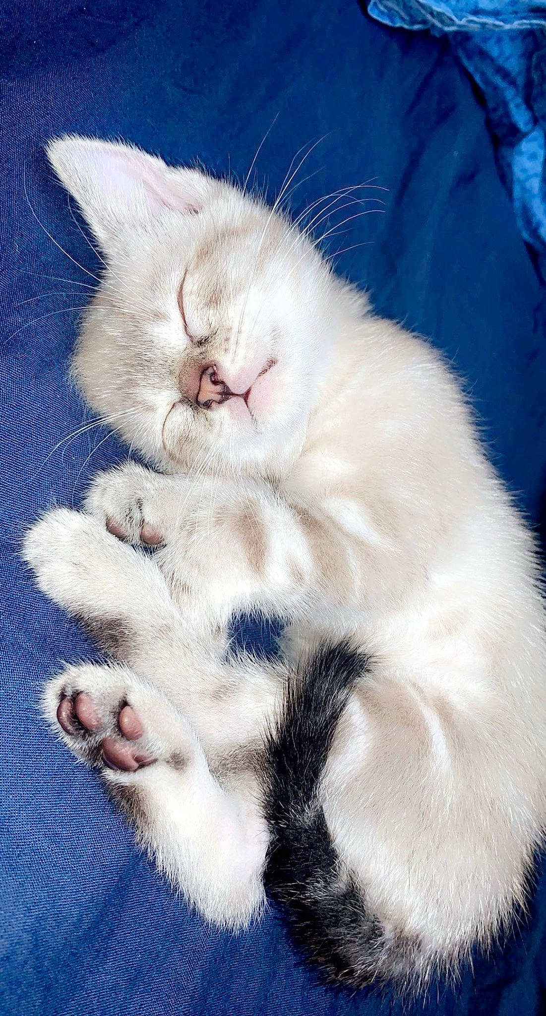 Simba a rejoint le concours — aidez-le/la à gagner de superbes lots ! carnivore, cat, claw, comfort, domestic_short_haired_cat, electric_blue, fawn, felidae, foot, fur, gesture, nap, paw, sleep, small_to_medium_sized_cats, snout, tail, toe, whiskers