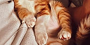 Snow a rejoint le concours — aidez-le/la à gagner de superbes lots ! kitten, cat, orange_tabby, white_fur, sleepy, cozy, blanket, paw, cute, pet, feline, relaxed, indoor, soft_fur, close_up, resting, young_cat, animal, domestic_cat, warm_lighting