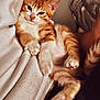 kitten, cat, orange_tabby, white_fur, sleepy, cozy, blanket, paw, cute, pet, feline, relaxed, indoor, soft_fur, close_up, resting, young_cat, animal, domestic_cat, warm_lighting