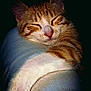 cat, orange_tabby, white_paw, sleeping, relaxed, denim, leg, close_up, animal, pet, feline, cozy, resting, fur, whiskers, paw, night, dark_background, comfort, peaceful