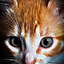 cat, kitten, close_up, orange_fur, white_fur, whiskers, eyes, face, pet, animal, cute, fur, portrait, domestic_cat, young_cat, muzzle, indoor, feline, curious, soft_light