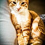 cat, orange_tabby, feline, pet, indoor, resting, cute, fur, whiskers, paws, relaxed, close_up, animal, mammal, domestic_animal, portrait, sitting, cozy, couch, soft_light
