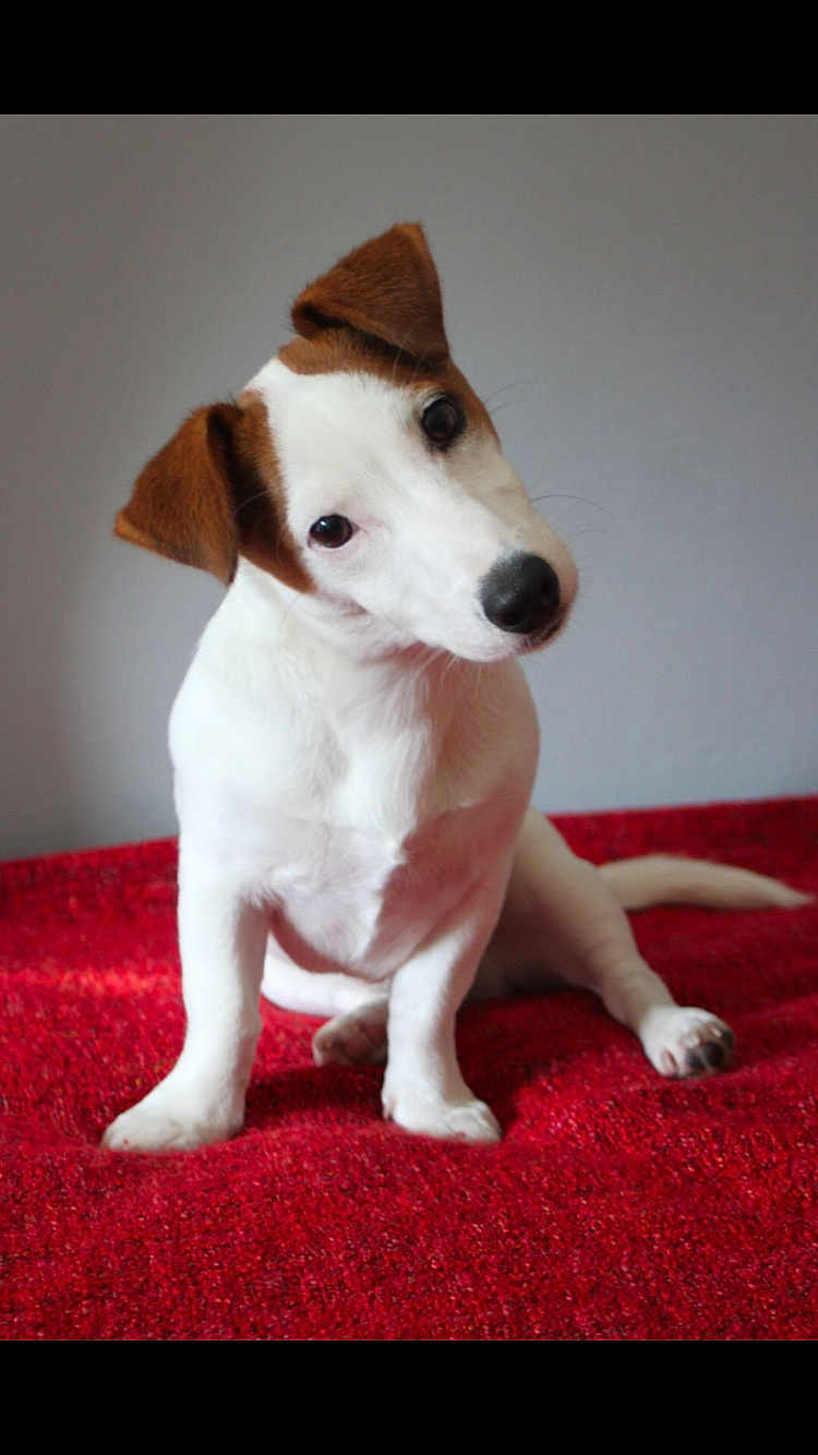 Oscar