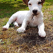 Oscar a rejoint le concours — aidez-le/la à gagner de superbes lots ! adorable, animal, brown_and_white, canine, close_up, curious, cute, dog, garden, grass, lying_down, nature, outdoor, pet, playful, puppy, resting, small_dog, sunlight, young_animal