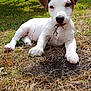 adorable, animal, brown_and_white, canine, close_up, curious, cute, dog, garden, grass, lying_down, nature, outdoor, pet, playful, puppy, resting, small_dog, sunlight, young_animal