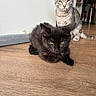 animal, background, black_cat, cute, domestic_cat, ears, eyes, feline, floor, home, indoor, kitten, person, pet, resting, standing, tabby_cat, wall, wooden_floor, young_cat