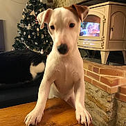 Nougat participe au concours pour gagner de l'argent avec cette photo : dog, puppy, cat, christmas_tree, fireplace, wooden_table, indoor, pets, decorations, holiday, cozy, animal, furniture, stone_wall, black_cat, white_dog, brown_patch, curious, relaxed, house