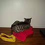 Jaxx joined the competition — help win amazing prizes! animal, background_wall, calm, cat, cozy, domestic_cat, feline, household, indoor, laptop, no_faces, pet, red_cloth, resting, still_life, striped_fur, tabby_cat, tabletop, wooden_table, yellow_bandana