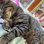 Jaxx is registered to the contest to win money with this photo: animal, cat, close_up, couch, cozy, fur, furniture, glass_table, household_items, indoor, nose_ring, paw, person, pet, pink_hair, resting, sleeping, sunlight, tabby_cat, window
