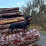alert, animal, black, brown, canine, collar, dachshund, daylight, dog, forest, fur, logs, nature, outdoor, pet, road, small_dog, standing, tree_bark, wildlife
