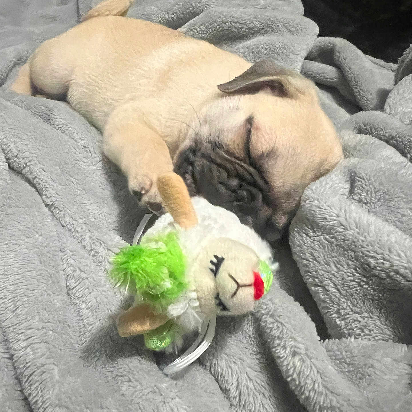 Freya is registered to the contest to win money with this photo: animal, blanket, cozy, cute, dog, face, fur, indoors, lying_down, nap, paw, pet, plush_toy, pug, puppy, resting, sleeping, snout, soft, toy