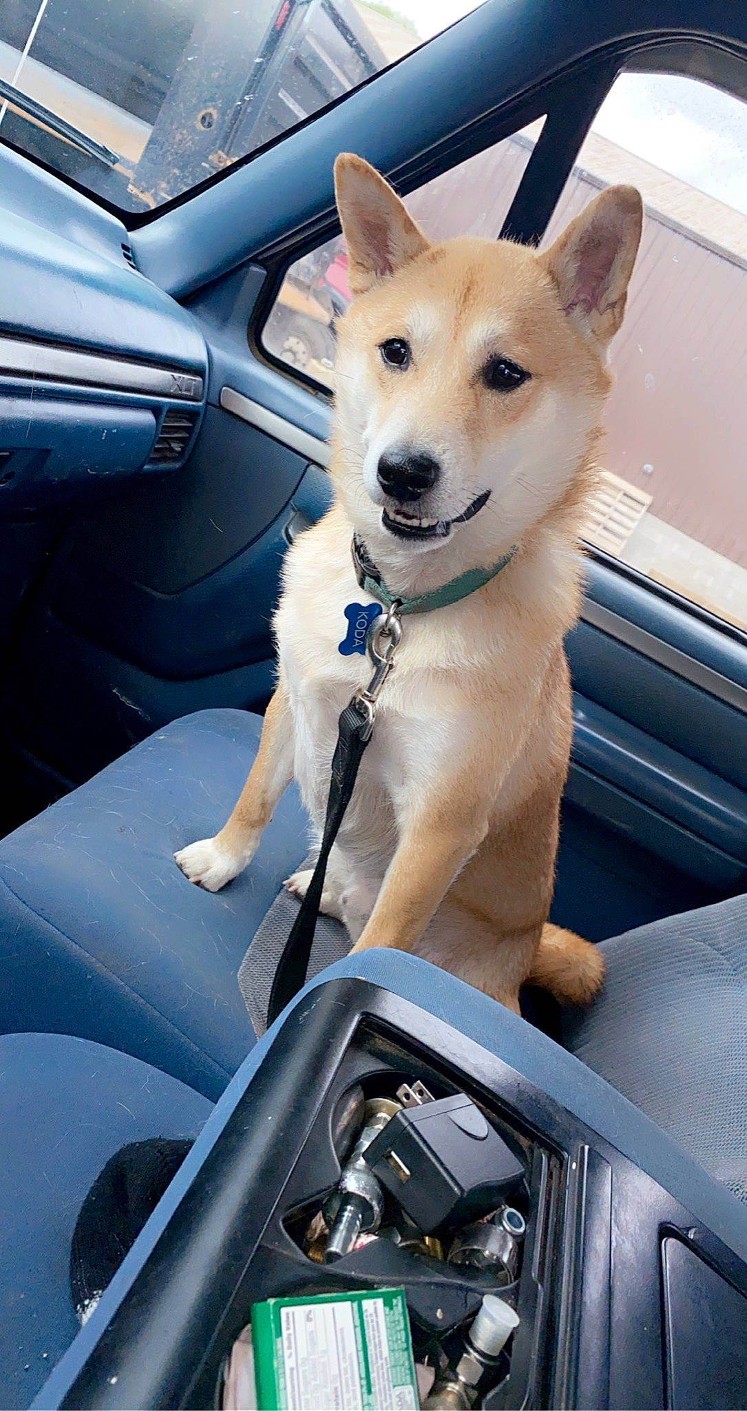 Koda joined the competition — help win amazing prizes! auto_part, automotive_exterior, automotive_lighting, automotive_mirror, automotive_tire, car, carnivore, collar, companion_dog, dog, dog_breed, fawn, fender, glass, hood, motor_vehicle, vehicle, vehicle_door, windscreen_wiper, windshield