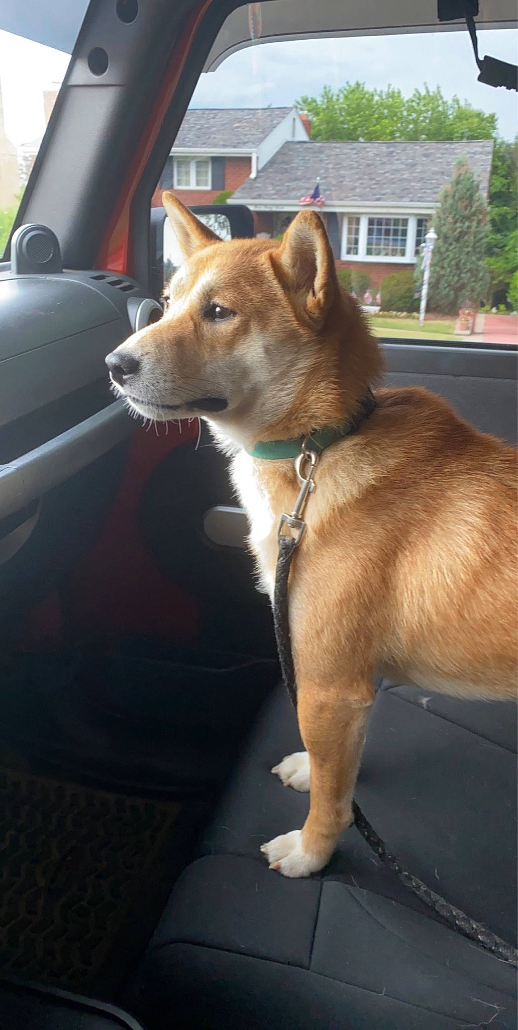 Koda joined the competition — help win amazing prizes! automotive_mirror, canidae, car, carnivore, collar, companion_dog, dog, dog_breed, dog_collar, fawn, hood, spitz, sporting_group, tail, vehicle, vehicle_door, window, windscreen_wiper, windshield, working_animal