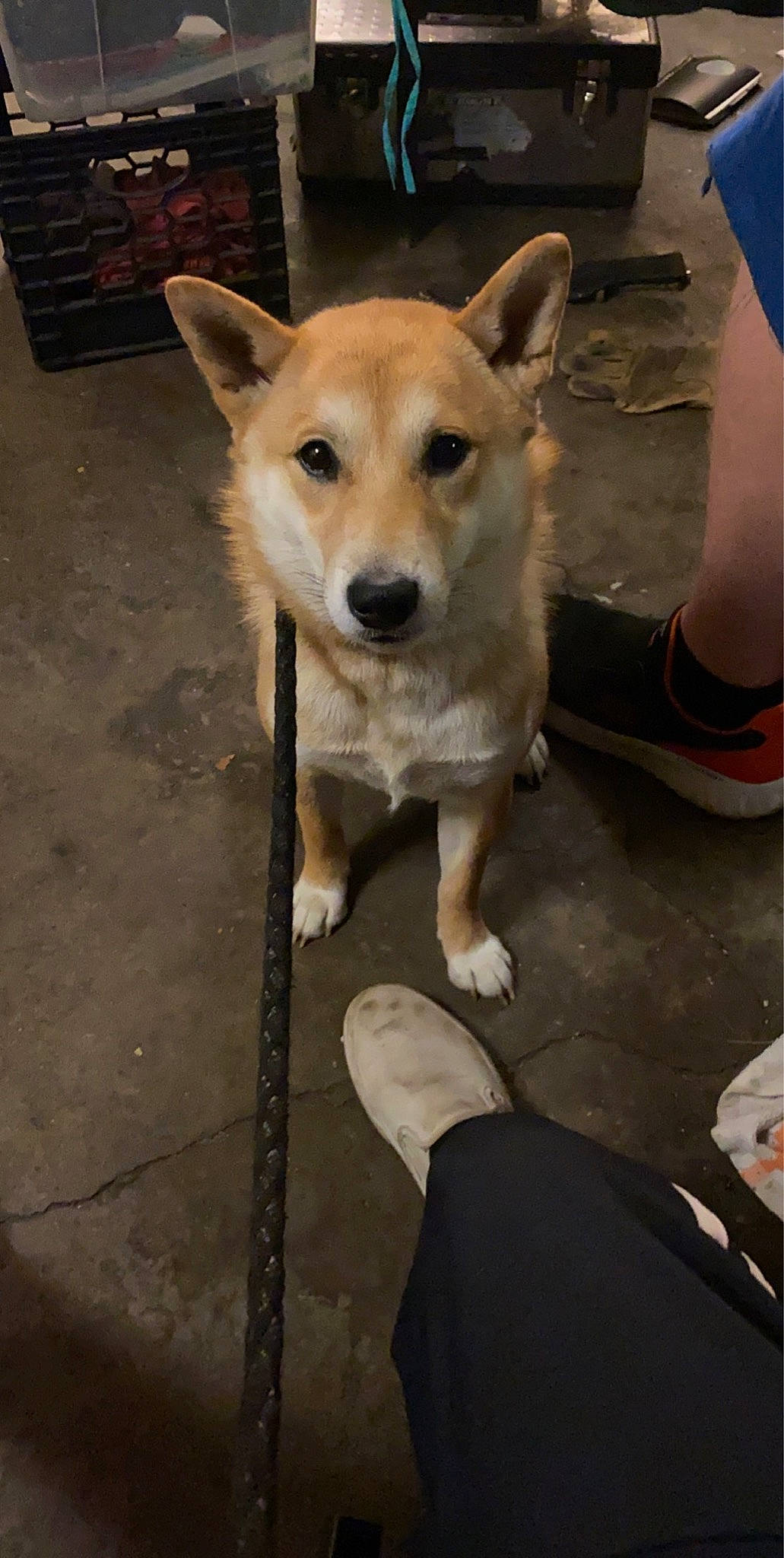 Koda is registered to the contest to win money with this photo: ancient_dog_breeds, canidae, carnivore, companion_dog, dog, dog_breed, dog_supply, fawn, floor, flooring, foot, fur, human_leg, sandal, snout, sporting_group, tail, whiskers, wood, working_animal