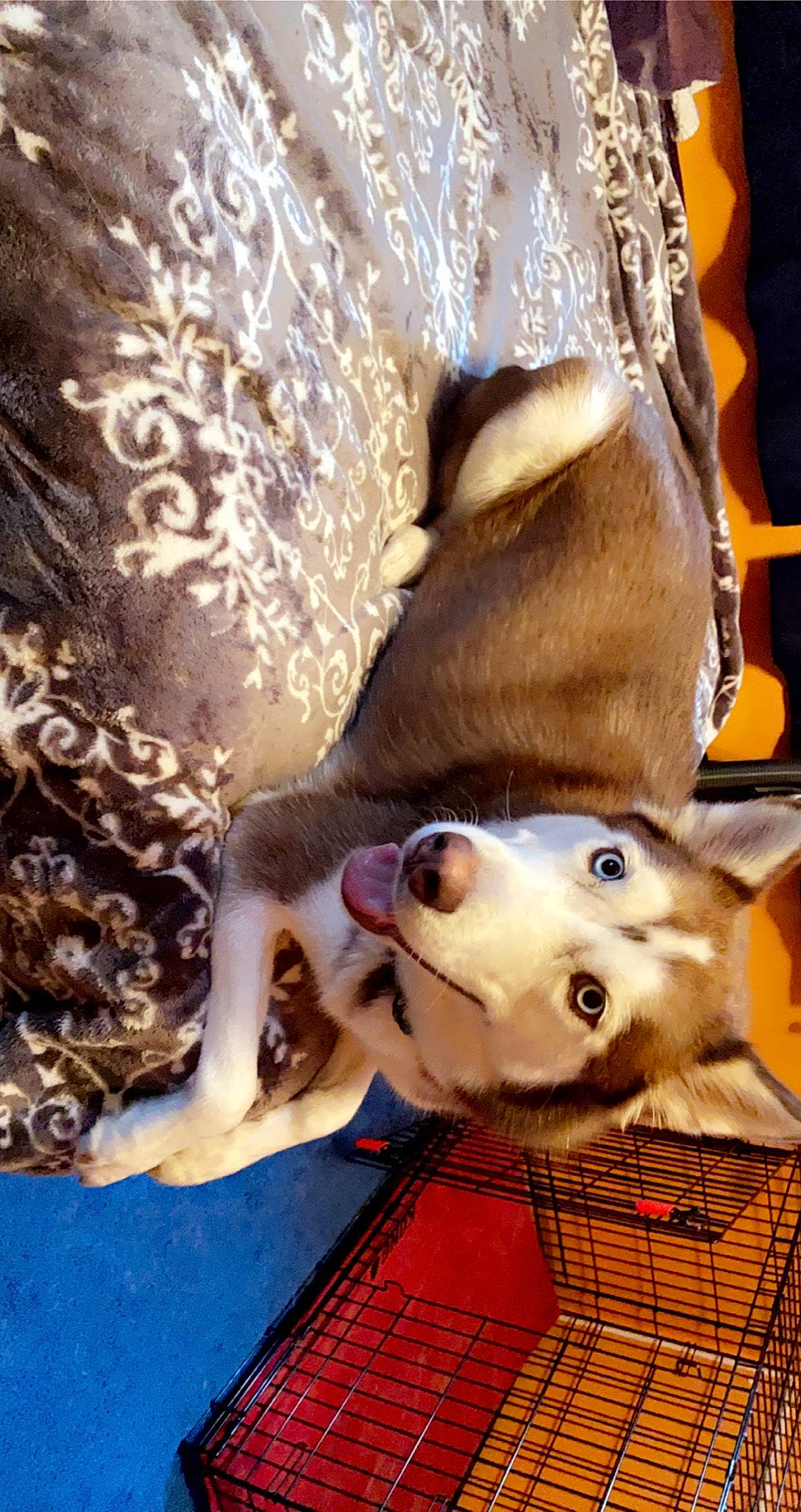 Nyla is registered to the contest to win money with this photo: canidae, carnivore, collar, comfort, companion_dog, dog, dog_breed, fawn, felidae, fur, human_leg, linens, mammal, pet_supply, small_to_medium_sized_cats, snout, sporting_group, tail, whiskers, working_animal