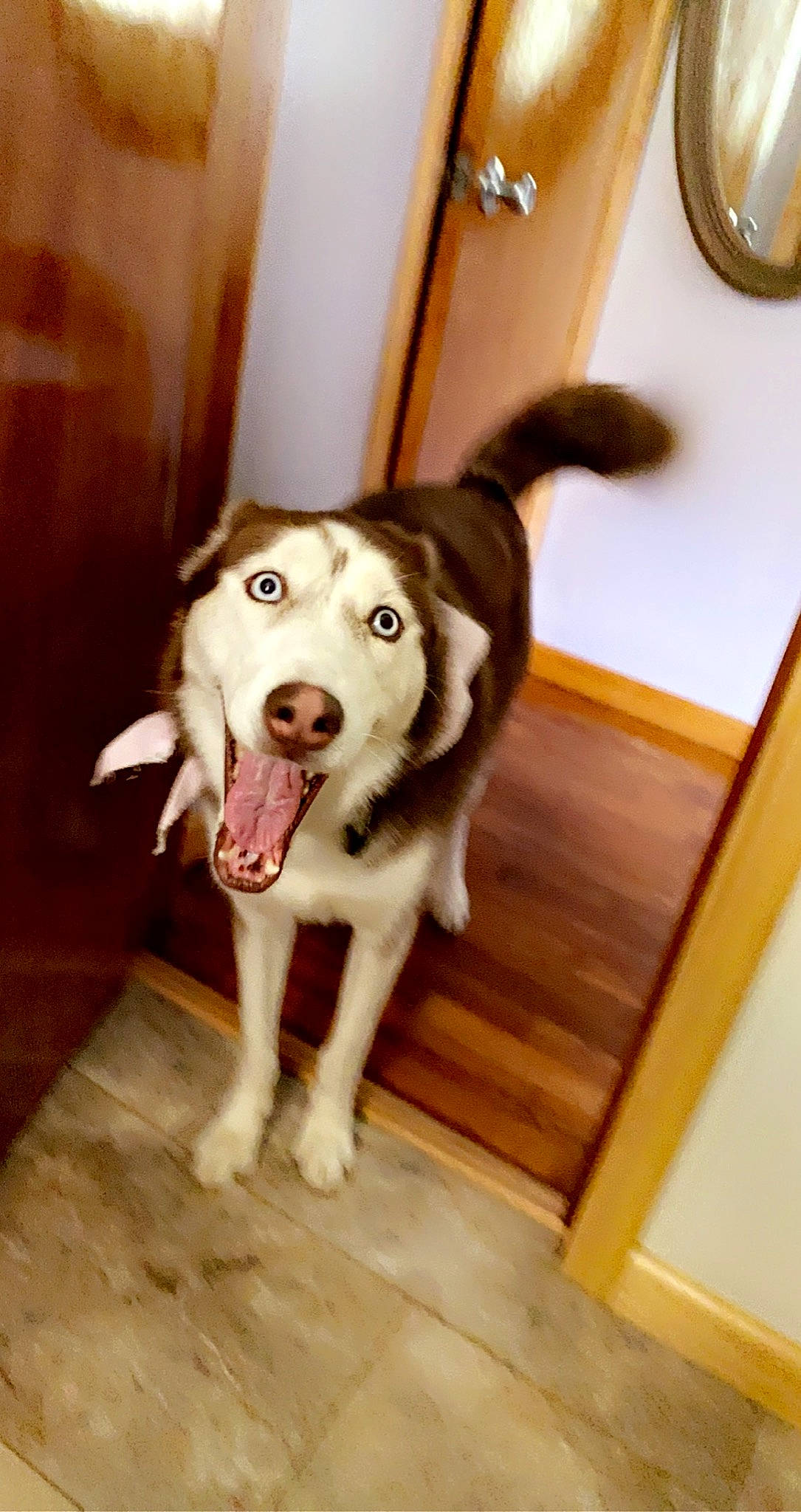 Nyla joined the competition — help win amazing prizes! canidae, carnivore, companion_dog, dog, dog_breed, fang, fawn, floor, flooring, happy, hardwood, jaw, paw, smile, snout, tail, whiskers, wood, wood_flooring, working_animal