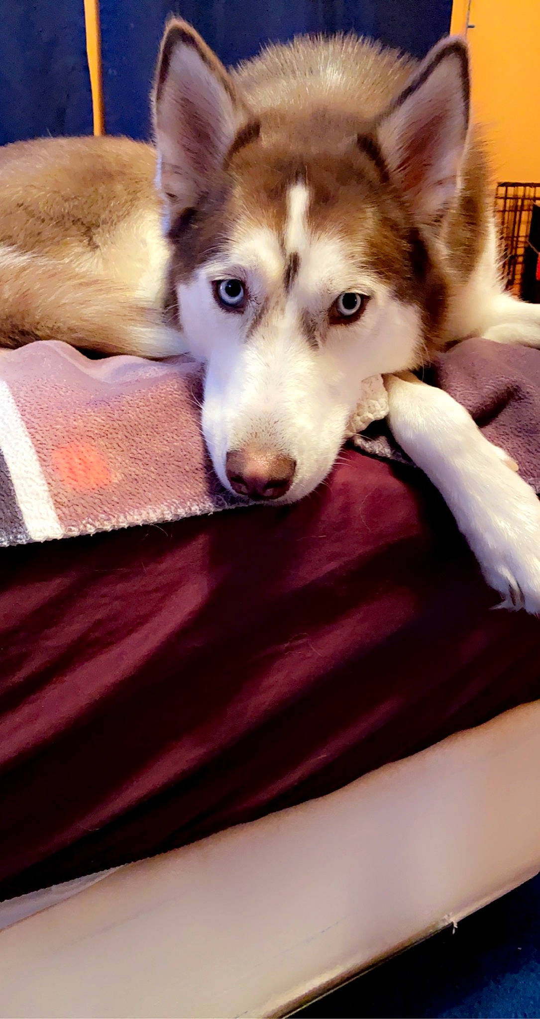 Nyla joined the competition — help win amazing prizes! canis, carnivore, comfort, companion_dog, dog, dog_breed, flooring, fur, herding_dog, linens, mammal, siberian_husky, sled_dog, terrestrial_animal, vertebrate, whiskers, wolf, wood, working_animal, working_dog