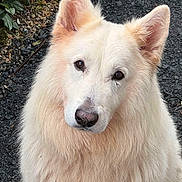 Jonas participe au concours pour gagner de l'argent avec cette photo : dog, white_fur, fluffy, outdoor, gravel, leaves, pet, animal, portrait, cute, ears, nose, fur, mammal, close_up, nature, canine, friendly, looking_up, companion