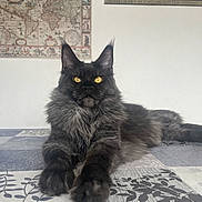 Abaddon a rejoint le concours — aidez-le/la à gagner de superbes lots ! cat, maine_coon, pet, indoor, table, tablecloth, long_fur, black_fur, yellow_eyes, whiskers, ears, paws, lying_down, portrait, close_up, relaxed, wall_art, map_poster, home_interior, photography
