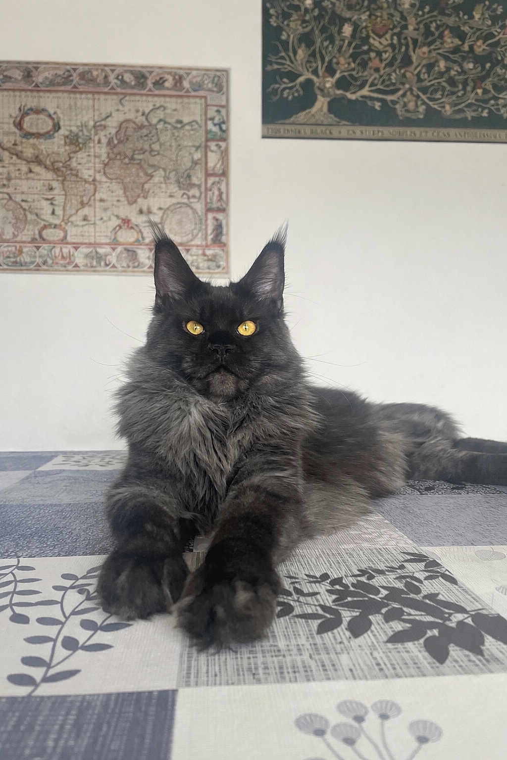 Abaddon a rejoint le concours — aidez-le/la à gagner de superbes lots ! cat, maine_coon, pet, indoor, table, tablecloth, long_fur, black_fur, yellow_eyes, whiskers, ears, paws, lying_down, portrait, close_up, relaxed, wall_art, map_poster, home_interior, photography
