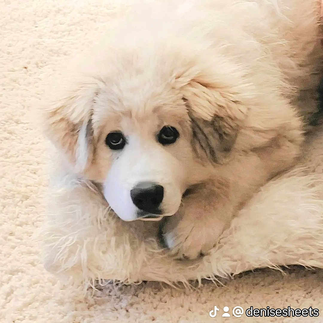 Buddy joined the competition — help win amazing prizes! animal, ball, canine, cockerspaniel, collie, dog, eskimodog, goldenretriever, hound, husky, newfoundland, person, pet, puppy, sleeping, snout, sport, tennis, tennisball, whitedog