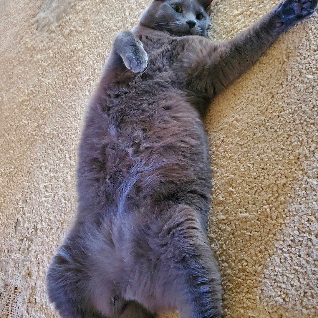 Cucuy joined the competition — help win amazing prizes! abyssinian, angora, animal, bodypart, cat, couch, egyptiancat, furniture, hardwood, homedecor, indoors, kitten, manx, mouth, person, pet, purple, siamese, sleeping, wood