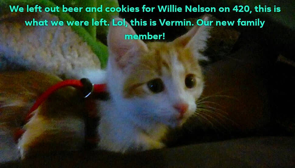 Vermin joined the competition — help win amazing prizes! aegean_cat, asian, carnivore, cat, domestic_short_haired_cat, european_shorthair, felidae, fur, kitten, mammal, organism, photo_caption, photography, polydactyl_cat, singapura, small_to_medium_sized_cats, snout, tabby_cat, vertebrate, whiskers