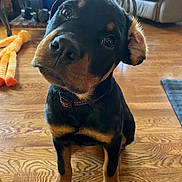 Mia is registered to the contest to win money with this photo: dog, rottweiler, pet, animal, black_and_tan, sitting, head_tilt, portrait, close_up, indoors, wooden_floor, living_room, collar, dog_toy, floppy_ears, shiny_eyes, cute, funny, home, companionship