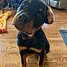 dog, rottweiler, pet, animal, black_and_tan, sitting, head_tilt, portrait, close_up, indoors, wooden_floor, living_room, collar, dog_toy, floppy_ears, shiny_eyes, cute, funny, home, companionship