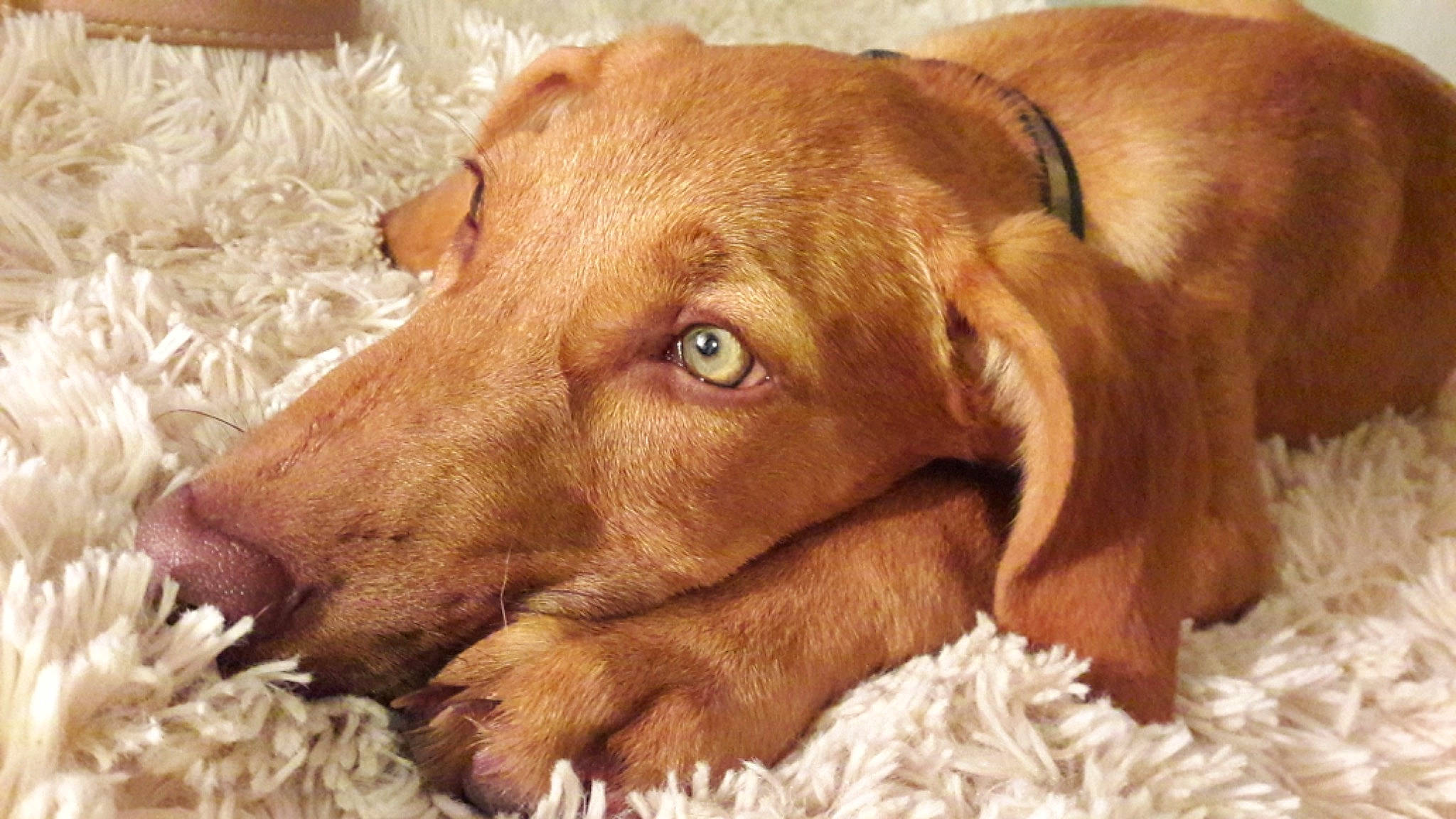 Hutch participe au concours pour gagner de l'argent avec cette photo : carnivore, companion_dog, dog, dog_breed, dog_supply, fawn, fur, gun_dog, hound, hunting_dog, liver, natural_material, paw, snout, sporting_group, terrestrial_animal, whiskers, wood, working_animal