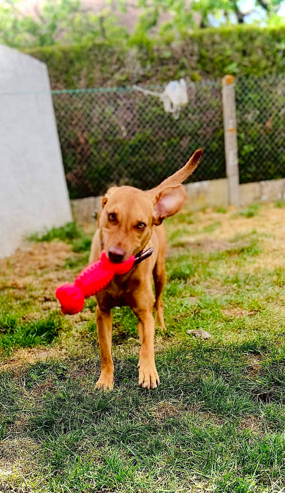 Hutch a rejoint le concours — aidez-le/la à gagner de superbes lots ! ball, carnivore, collar, companion_dog, dog, dog_breed, dog_clothes, dog_collar, dog_supply, dog_toy, fence, grass, plant, retriever, snout, soft_drink, tail, toy, working_animal, working_dog