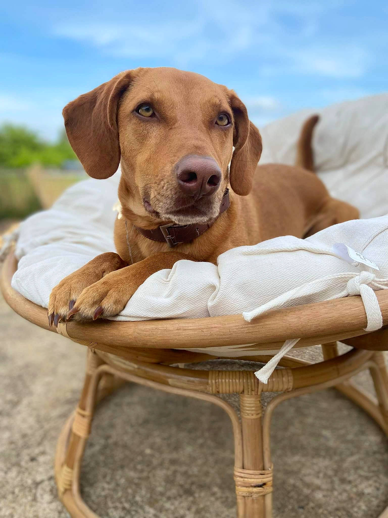 Hutch a rejoint le concours — aidez-le/la à gagner de superbes lots ! carnivore, chair, cloud, comfort, companion_dog, dog, dog_breed, fawn, furniture, goggles, leisure, liver, outdoor_furniture, plant, sky, smile, snout, sunglasses, wood, working_animal