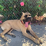 Mac De La Rosa joined the competition — help win amazing prizes! dog, canine, animal, outdoor, sidewalk, chain_link_fence, flower, pink_flower, green_leaves, sunlight, shadow, tongue_out, resting, pet, collar, happy, large_dog, summer, nature, relaxed