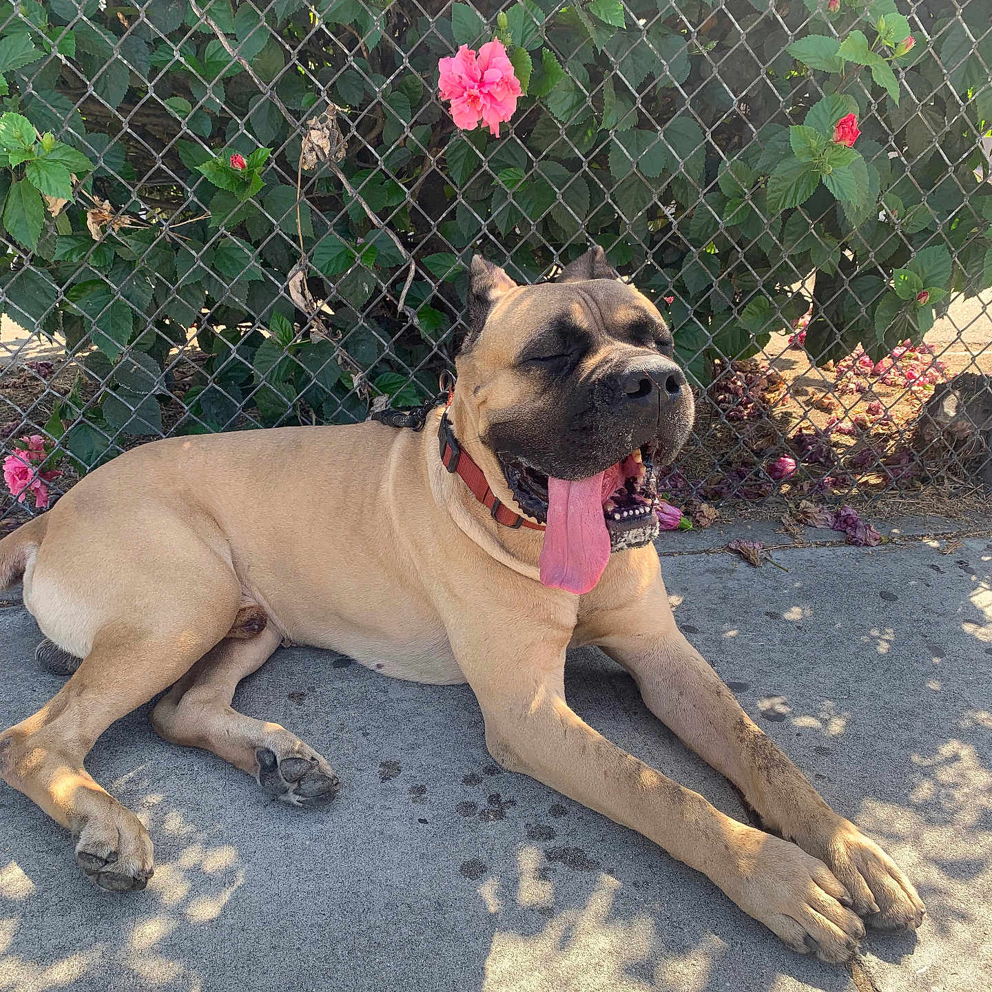 Mac De La Rosa joined the competition — help win amazing prizes! animal, canine, chain_link_fence, collar, dog, flower, green_leaves, happy, large_dog, nature, outdoor, pet, pink_flower, relaxed, resting, shadow, sidewalk, summer, sunlight, tongue_out