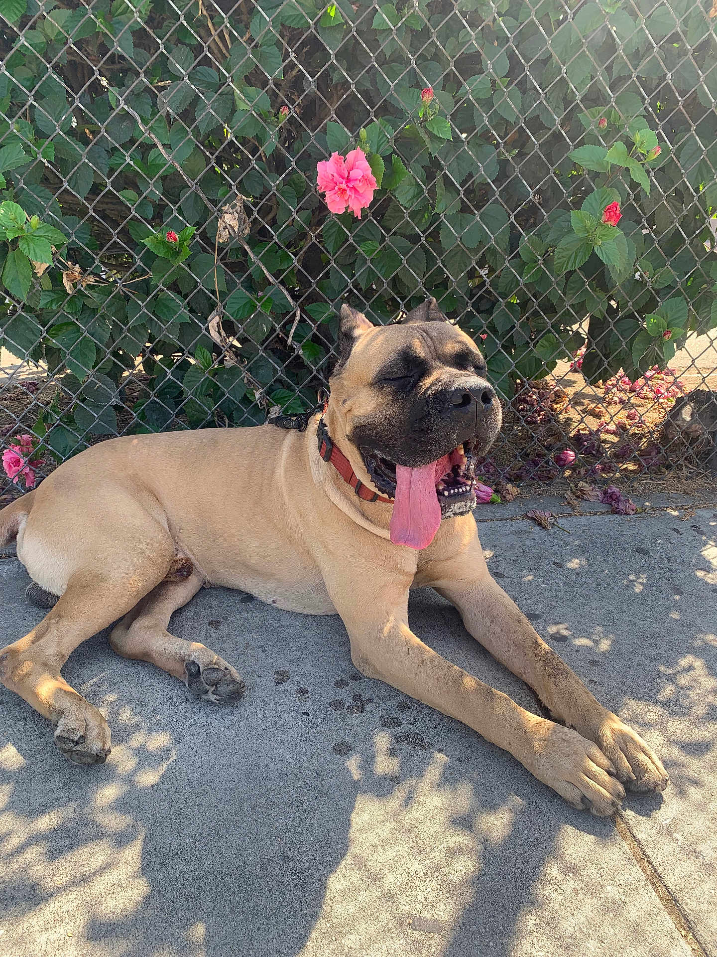 Mac De La Rosa joined the competition — help win amazing prizes! dog, canine, animal, outdoor, sidewalk, chain_link_fence, flower, pink_flower, green_leaves, sunlight, shadow, tongue_out, resting, pet, collar, happy, large_dog, summer, nature, relaxed