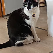Felix participe au concours pour gagner de l'argent avec cette photo : cat, black_and_white, indoor, floor, pet, animal, green_eyes, collar, tag, sitting, fur, whiskers, domestic_cat, calm, portrait, feline, wooden_floor, household, cute, companion