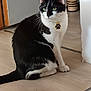 cat, black_and_white, indoor, floor, pet, animal, green_eyes, collar, tag, sitting, fur, whiskers, domestic_cat, calm, portrait, feline, wooden_floor, household, cute, companion