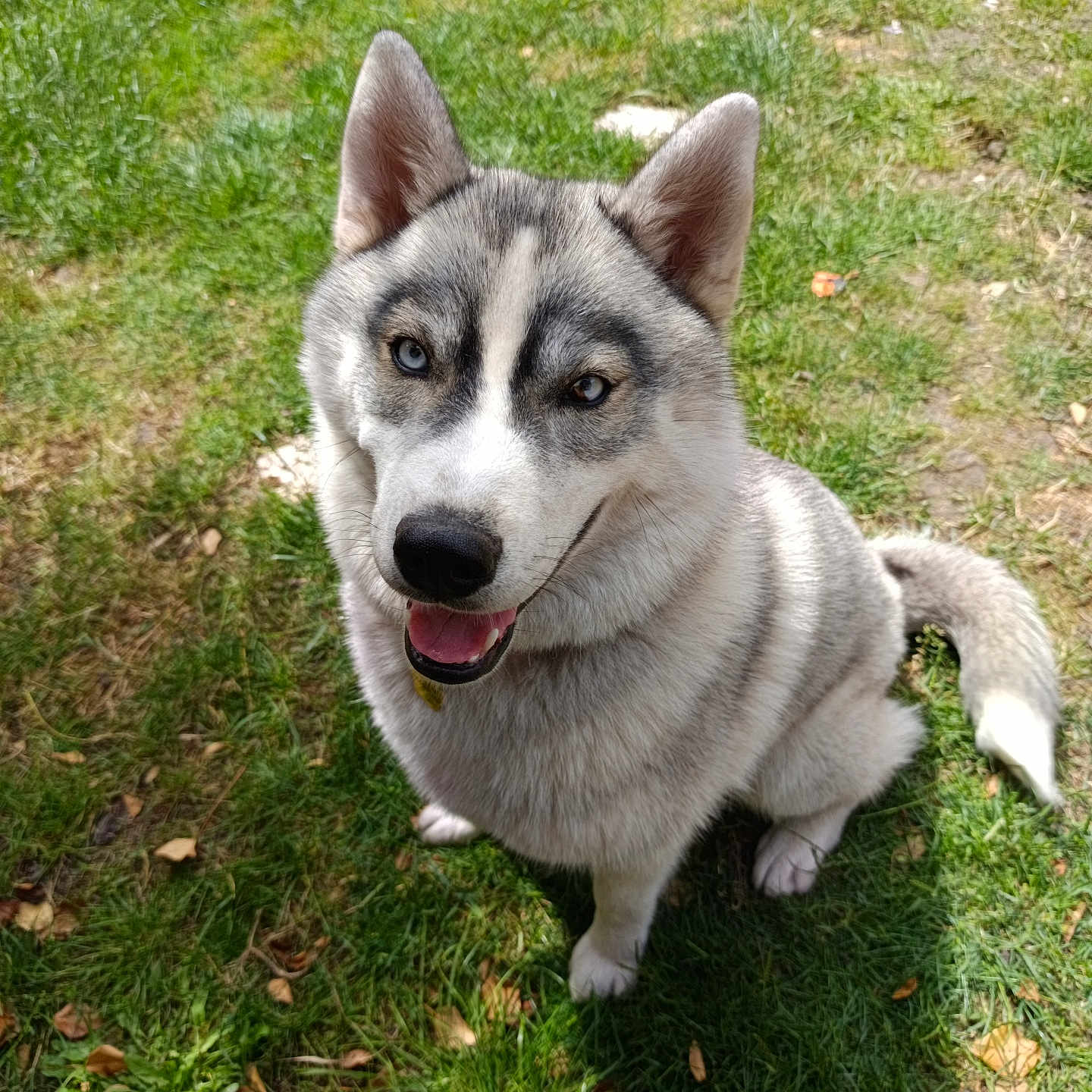 Vayanna a rejoint le concours — aidez-le/la à gagner de superbes lots ! animal, canine, companion, daylight, dog, ears_up, friendly, fur, grass, happy, heterochromia, mammal, nature, outdoor, pet, playful, siberian_husky, sitting, smiling, tongue_out