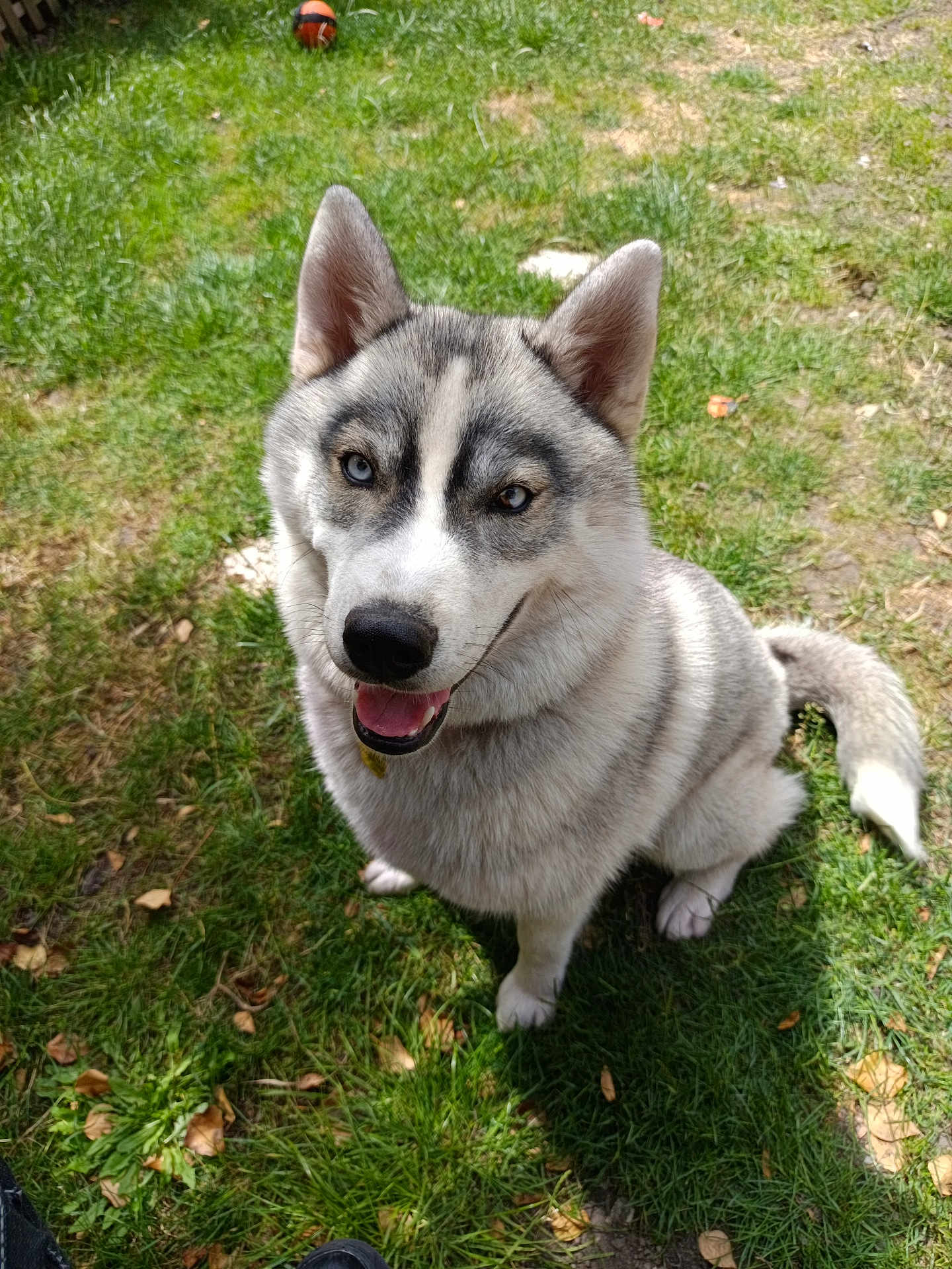 Vayanna a rejoint le concours — aidez-le/la à gagner de superbes lots ! dog, siberian_husky, grass, outdoor, pet, canine, animal, happy, tongue_out, sitting, ears_up, heterochromia, fur, nature, playful, smiling, daylight, friendly, mammal, companion