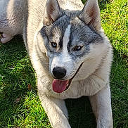 Vayanna a rejoint le concours — aidez-le/la à gagner de superbes lots ! dog, husky, animal, pet, grass, outdoor, sunlight, playful, tongue_out, fur, paw, tennis_ball, canine, lying_down, happy, daylight, nature, mammal, close_up, friendly