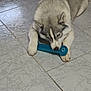 Vayanna participe au concours pour gagner de l'argent avec cette photo : dog, puppy, husky, toy, blue_toy, floor, tile_floor, chewing, pet, animal, cute, playful, indoor, white_paws, fur, snout, ears, laying_down, young_dog, pet_toy