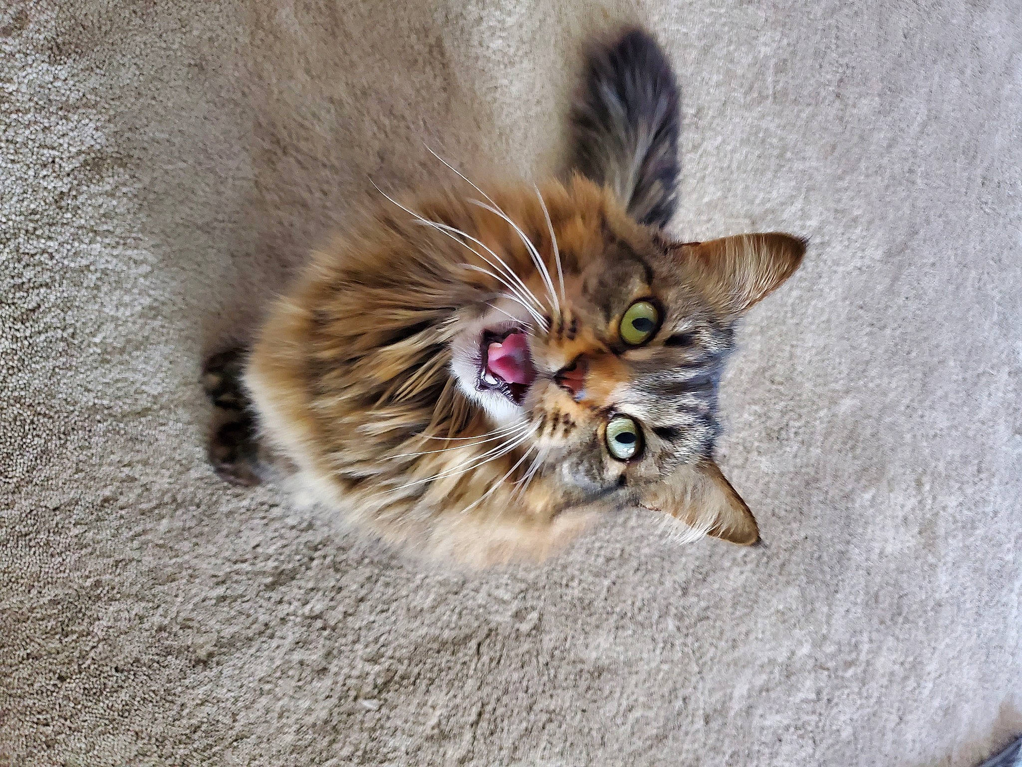 Cece is registered to the contest to win money with this photo: art, carnivore, cat, claw, domestic_short_haired_cat, door, fang, fawn, felidae, fur, maine_coon, paw, sand, small_to_medium_sized_cats, snout, tail, terrestrial_animal, whiskers, wildlife, wood
