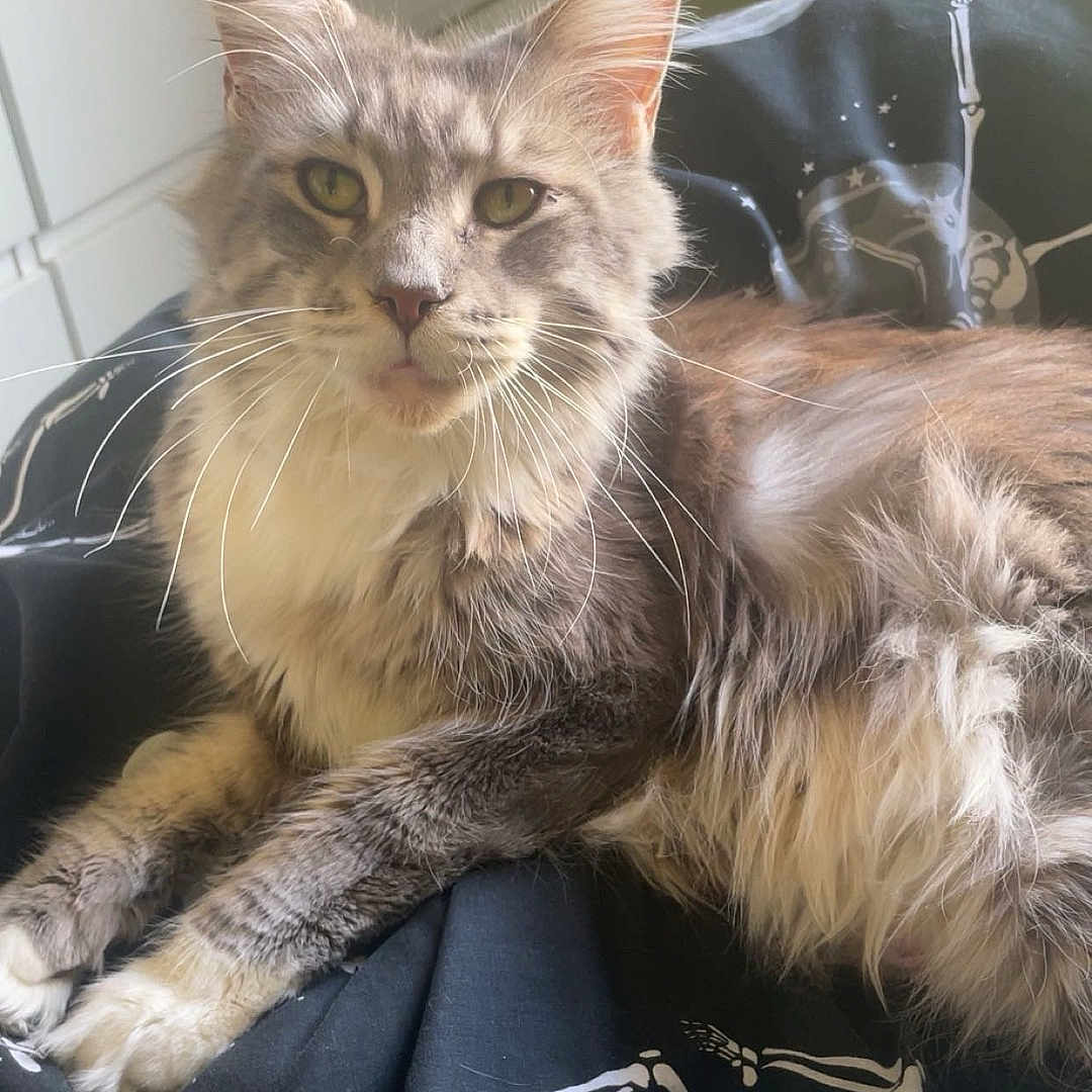 Jellybean joined the competition — help win amazing prizes! animal, black, blanket, cat, comfort, cozy, cute, ears, eyes, feline, fluffy, fur, home, indoor, pet, portrait, relaxed, resting, skeleton_print, whiskers