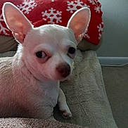 Sassyfrass is registered to the contest to win money with this photo: animal, blanket, carpet, chihuahua, cozy, cute, dog, ears, face, fur, furniture, indoor, looking, pet, pillow, red_pillow, resting, small_dog, snowflake_pattern, white_dog